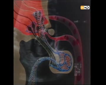 علمه البيان: خلق الانسان