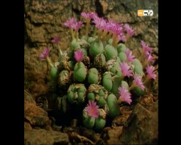 علمه البيان: الشجر والنبات