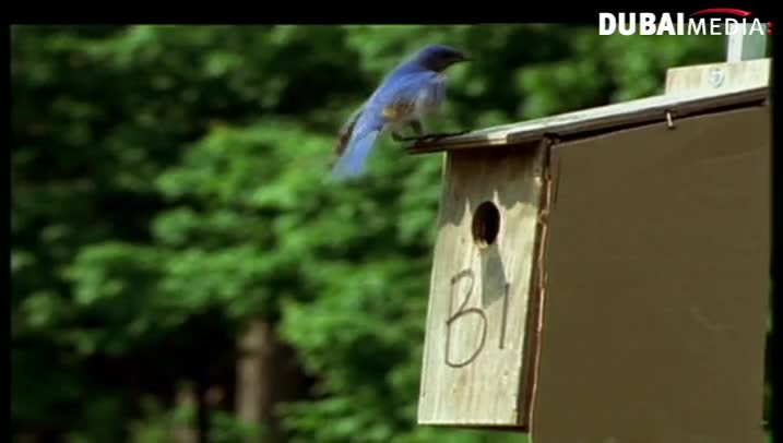 حقائق قرآنية: الطيور