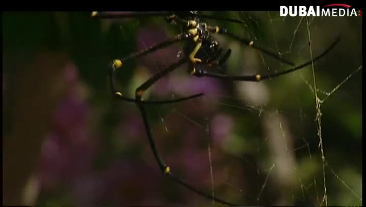 حقائق قرآنية: أوهن البيوت