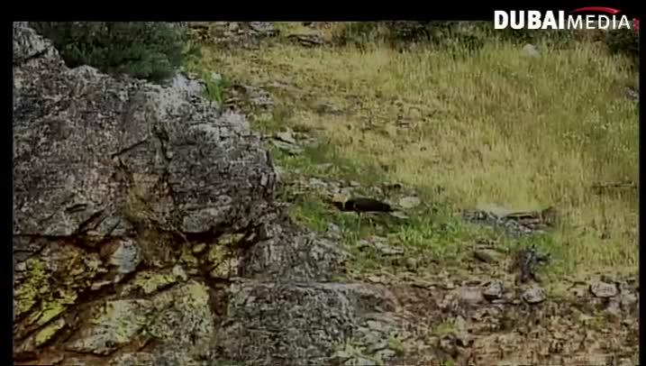 حقائق قرآنية: الماء العنصر الأساسي في الخلق