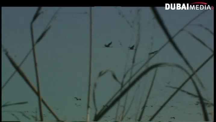 حقائق قرآنية:الطيور المهاجرة