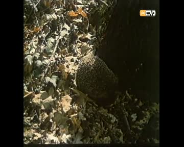 علمه البيان: الدخول إلى الأودية الباردة