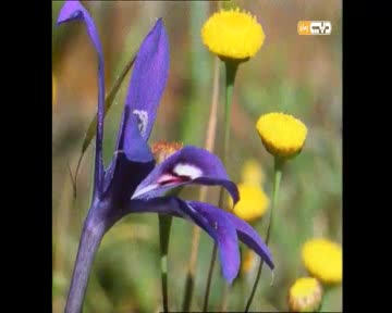 علمه البيان: بين الأشجار المتكاثفة