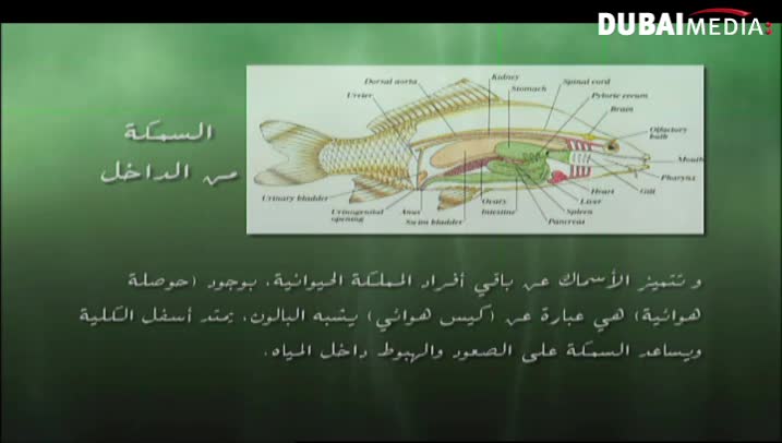 حقائق قرآنية: عالم الأسماك