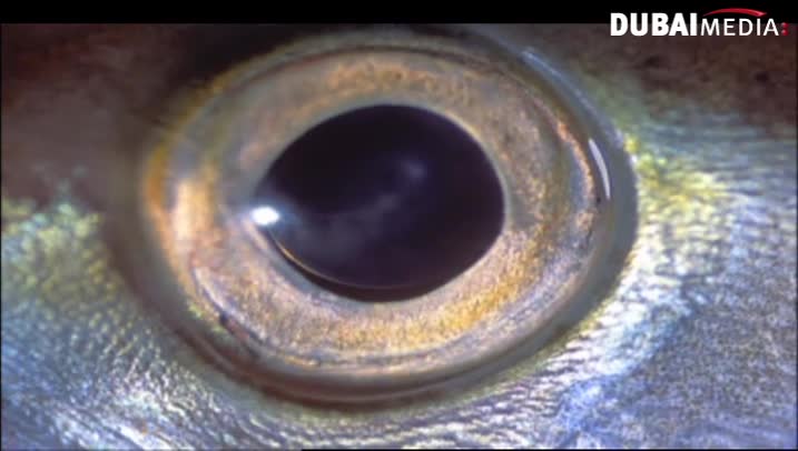 حقائق قرآنية : عالم الحيوان