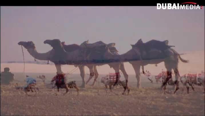 حقائق قرآنية: الأبل ... أسرار وإعجاز