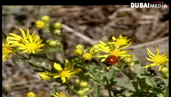 حقائق قرآنية: الكلوروفيل