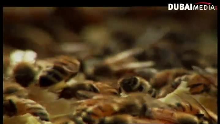 حقائق قرآنية: العسل