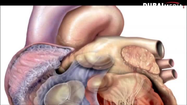 حقائق قرآنية: القلب..والجهاز الوعائي والتنفسي
