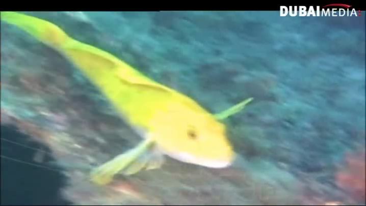 حقائق قرآنية : الطيران... طيور وطائرات