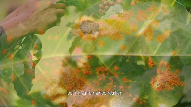 Prainema - Coffee Drops