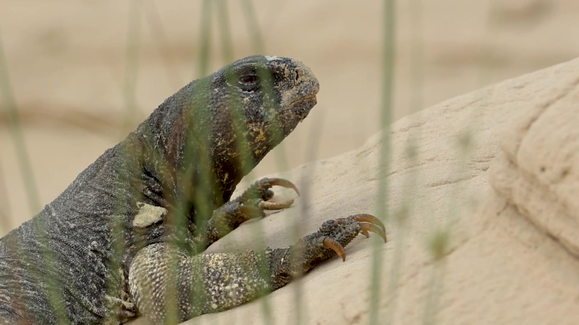 Spiny-tailed Lizard (Dhab) + Agama Lizard