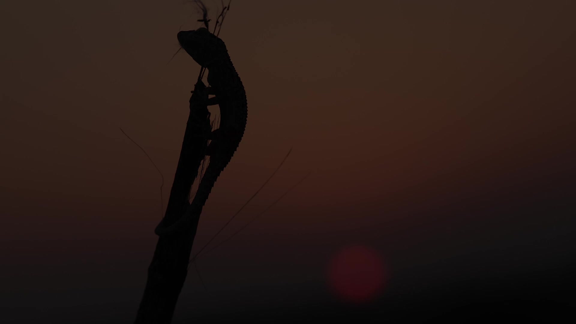 Fringe-toed Lizard + Blue-headed Agama + Desert Gecko + Sandfish Skink