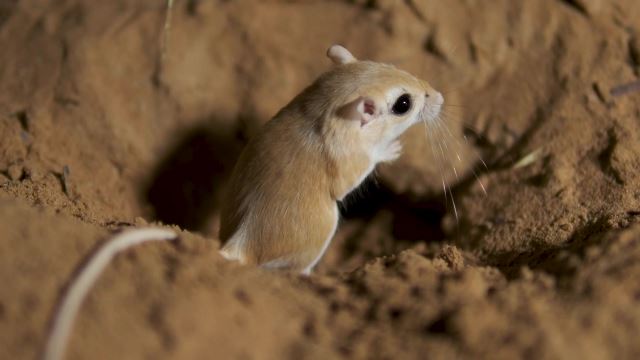 Jerboa