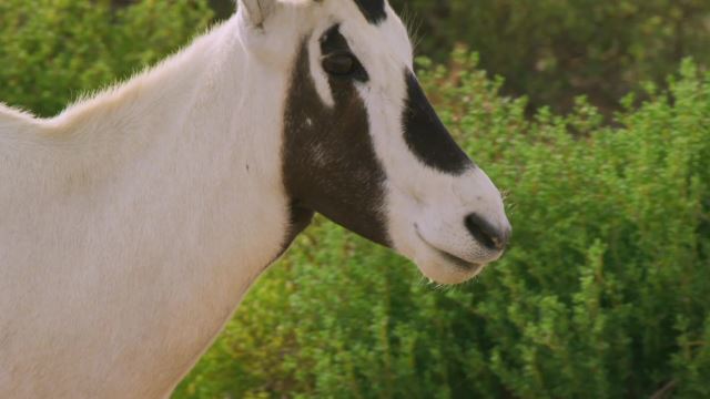 Arabian Oryx