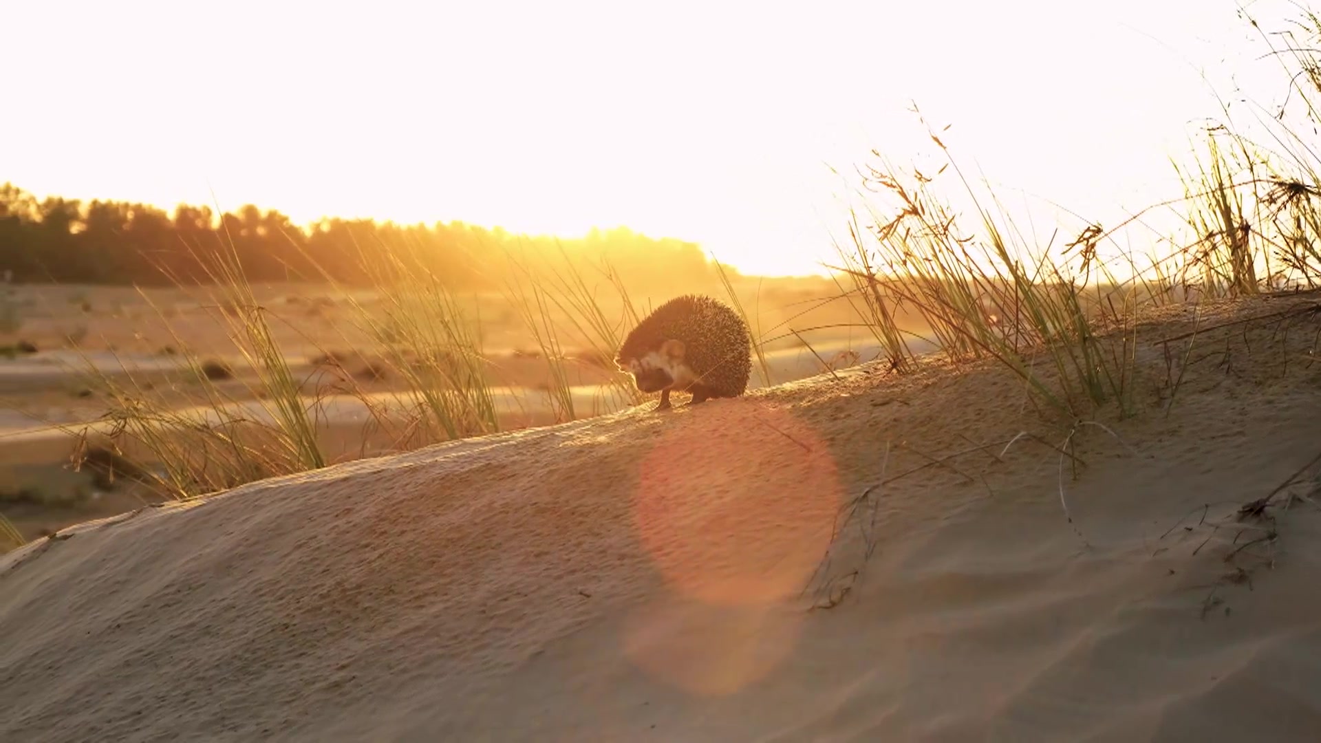 Wild Hedgehog