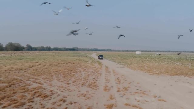Karwan & Houbara