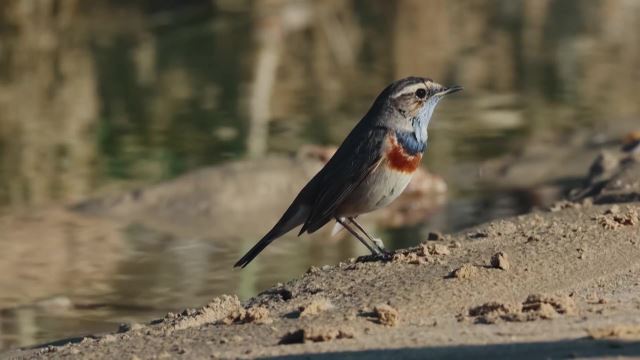 Reed Bird