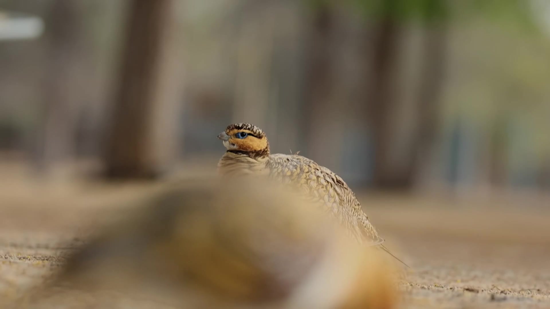 Pin-tailed Sandgrouse