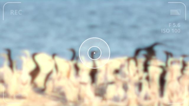 Bird Migration