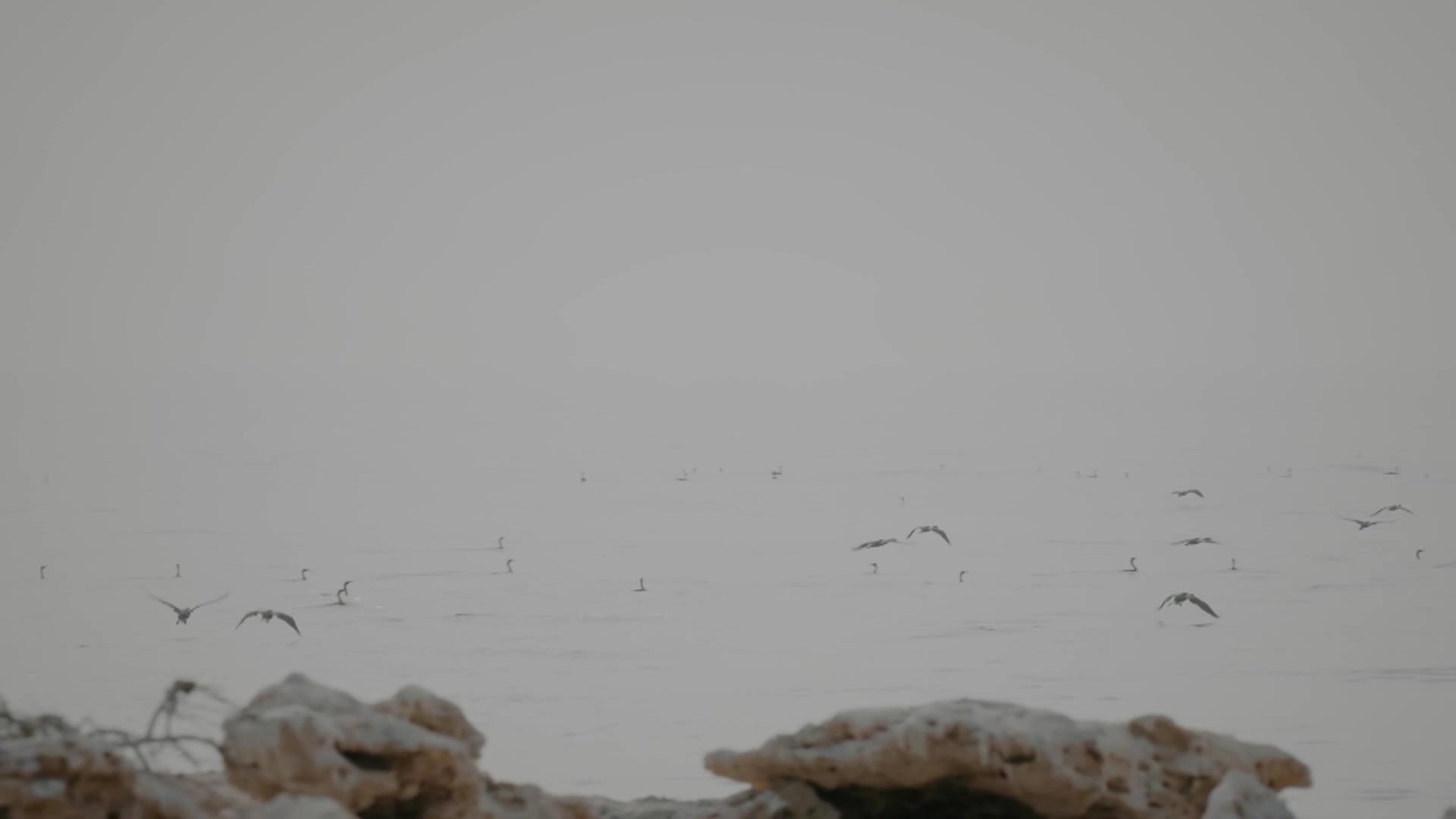 Sooty Gull, Socotra Cormorant & Osprey