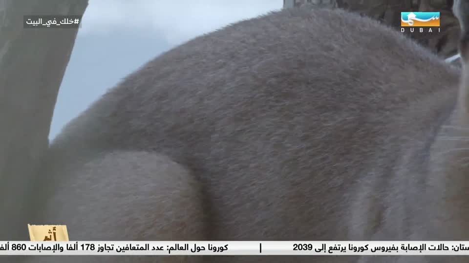 Athr: Arab Lynx