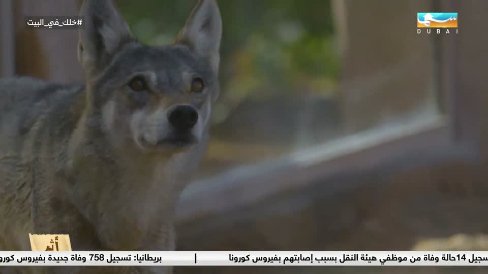 أثر: الذئب العربي