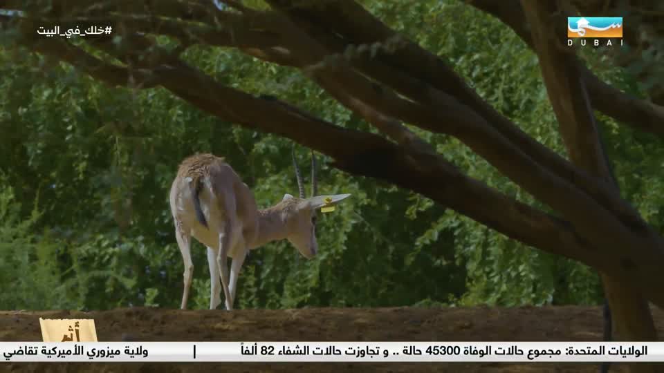 أثر: غزال الريم