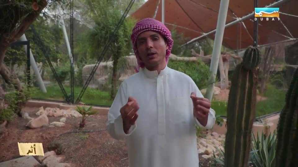 أثر: النمر العربي