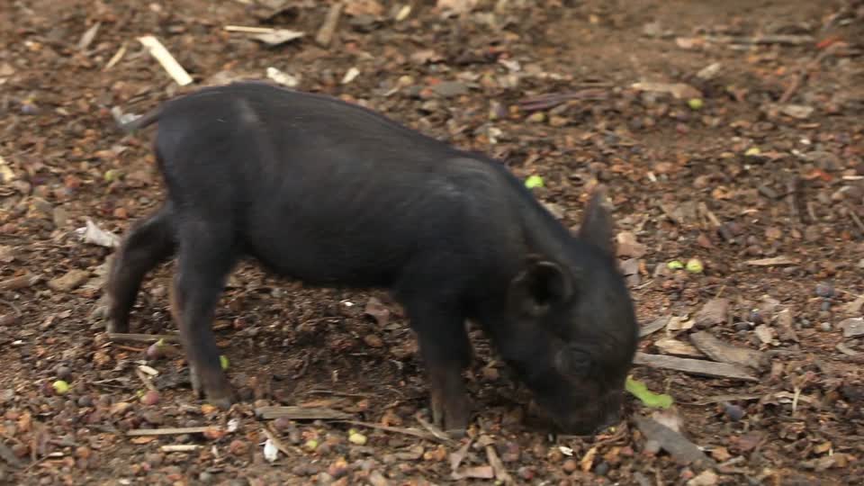 جزيرة تانا 2