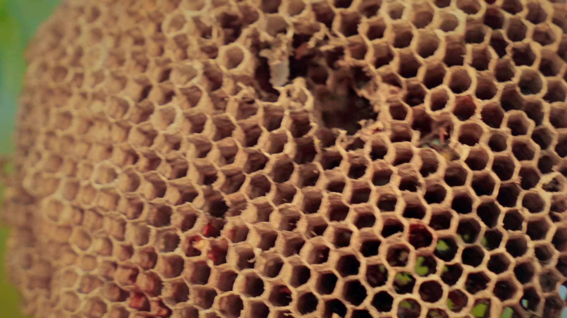 Wasps