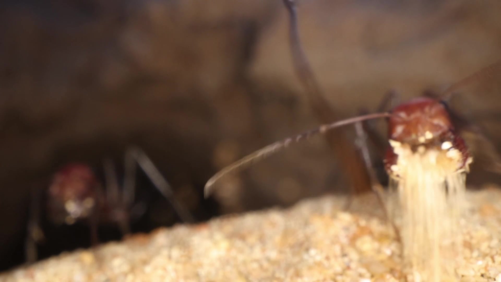 Ants