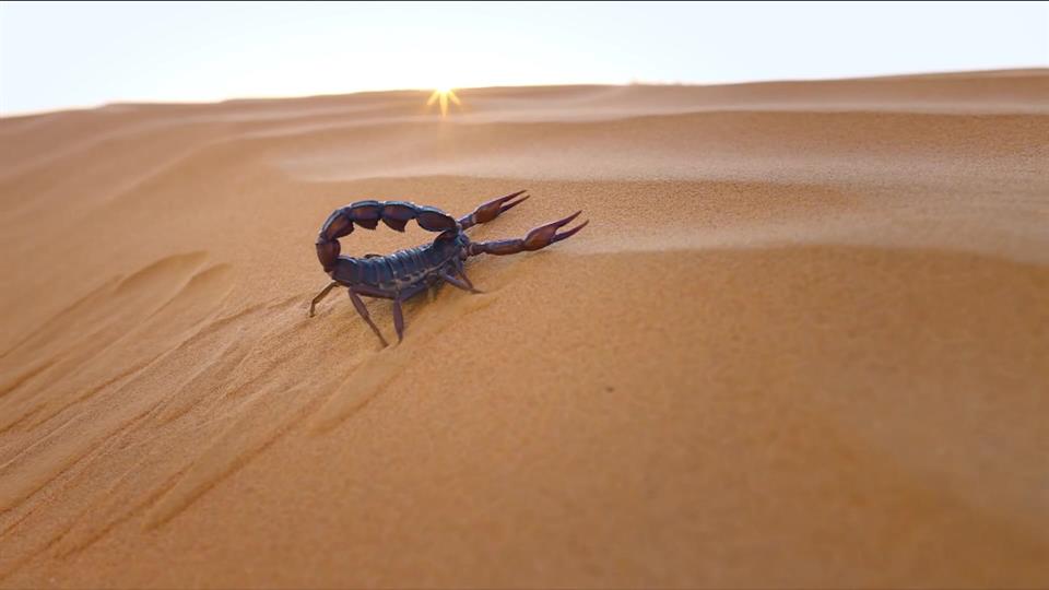 Scorpion
