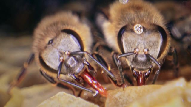 Bees