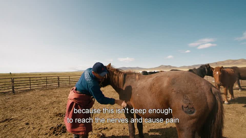 Mangolia - A Mongolian without a horse is like a bird without a wing