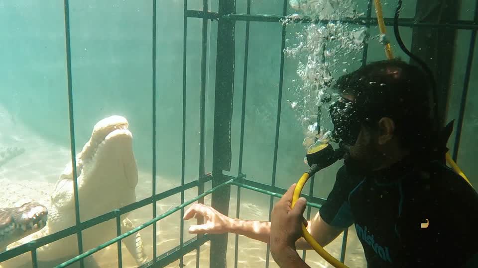 زيمبابوي - هدية ثمينة