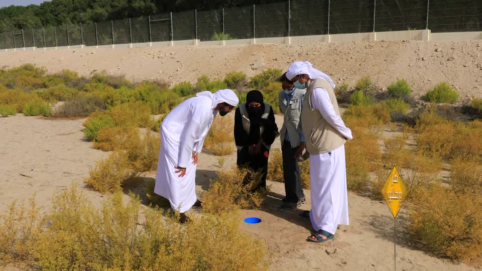 هل سمعتم عن دبور الوقوق