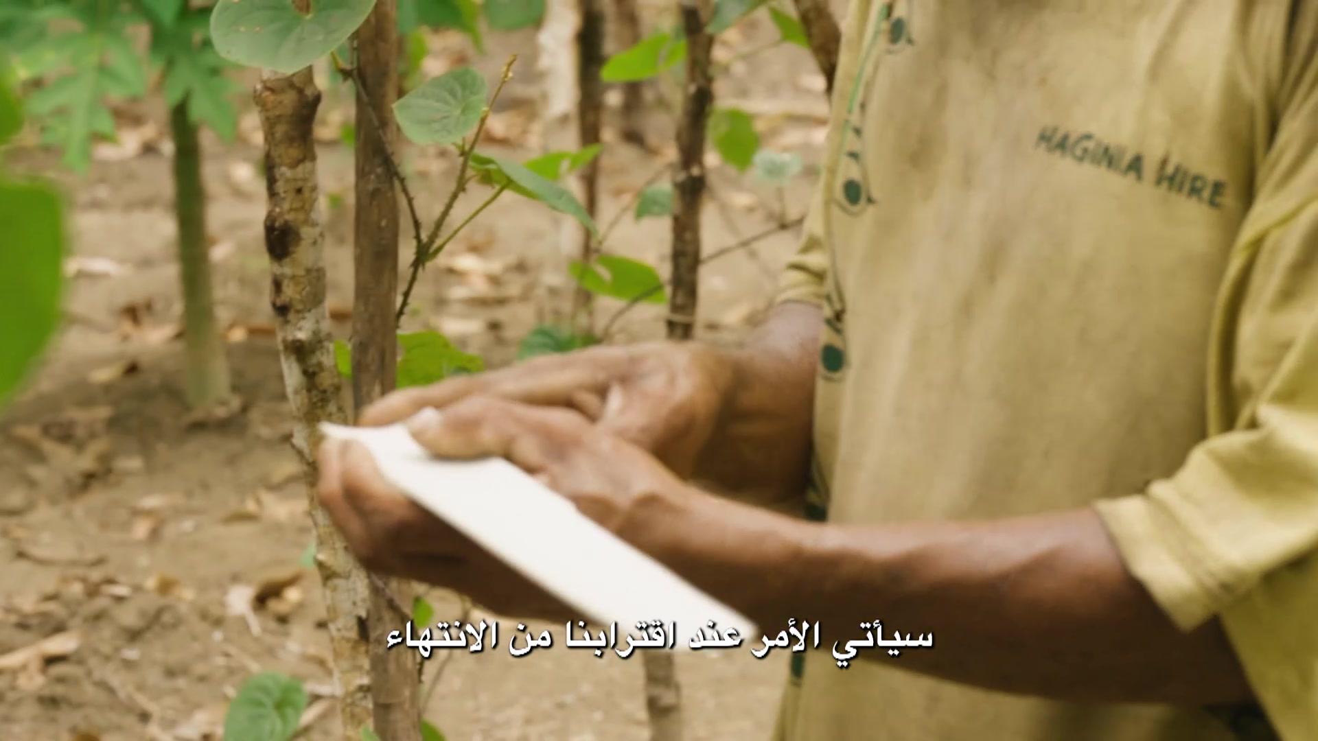 Yam Papua New Guinea
