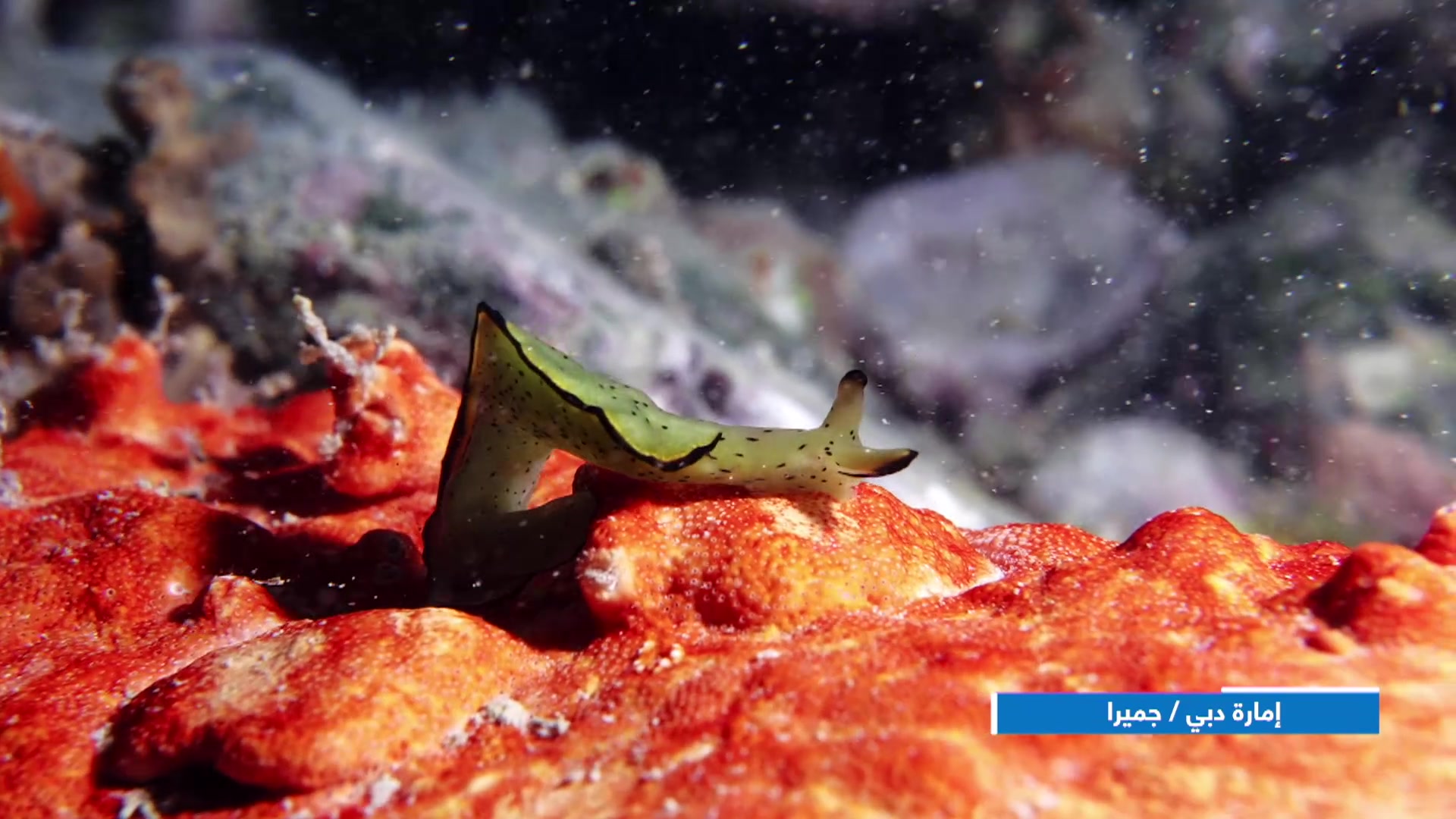 Nudibranch