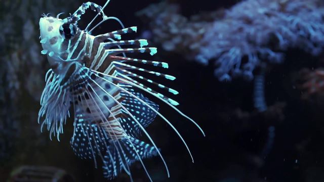 Lionfish